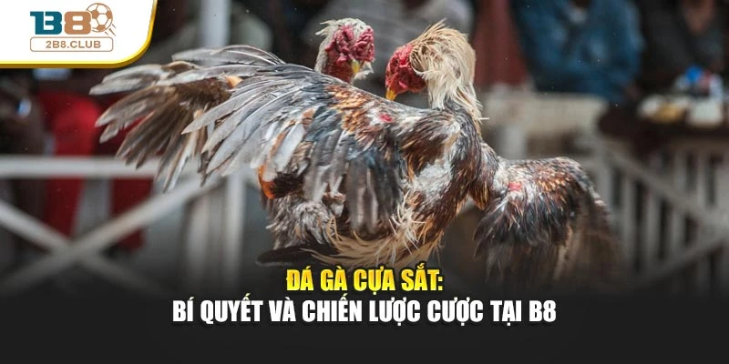 Đá Gà Cựa Sắt: Bí Quyết Và Chiến Lược Cược Tại B8