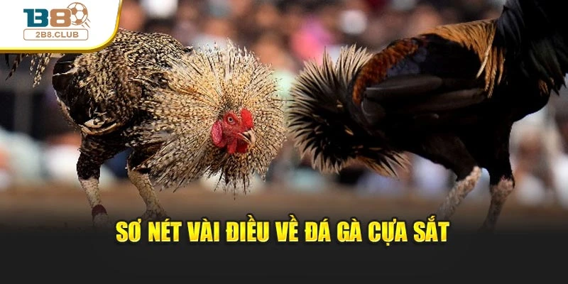 Sơ nét vài điều về đá gà cựa sắt