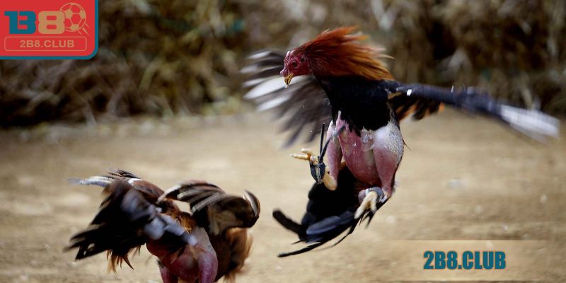 Lý do nên trải nghiệm cược chiến kê online