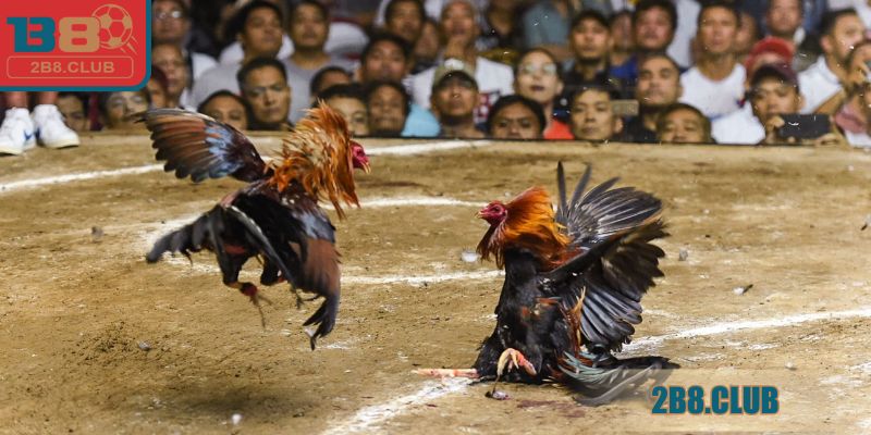 Một số cách đá gà mạng luôn thắng tại hệ thống