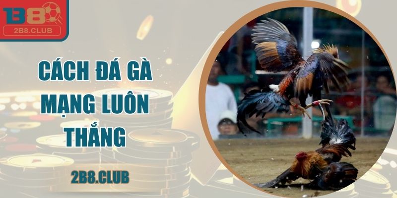 Cách Đá Gà Mạng Luôn Thắng: Bí Quyết Phân Tích Hiệu Quả