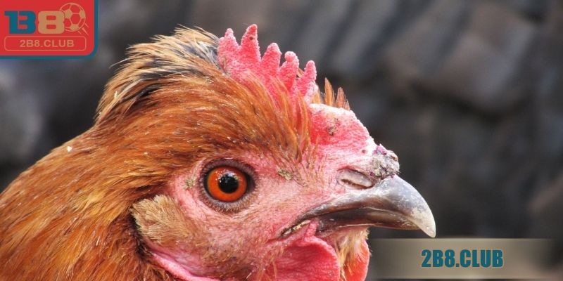 Bệnh ORT trên gà có thực sự nguy hiểm