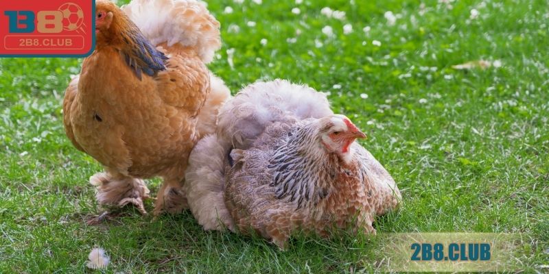 Lý do khiến gà bị nhiễm ORT