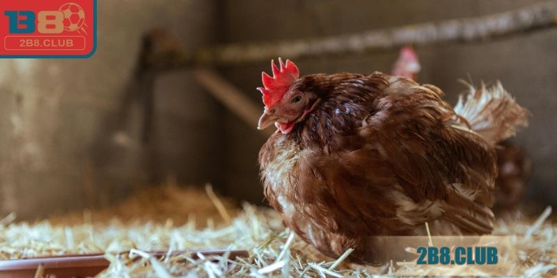 Phương hướng dùng thuốc điều trị bệnh ORT trên gà đúng cách